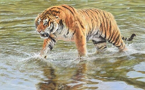 Wildlife Art