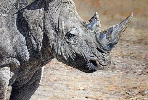 White Rhino Painting